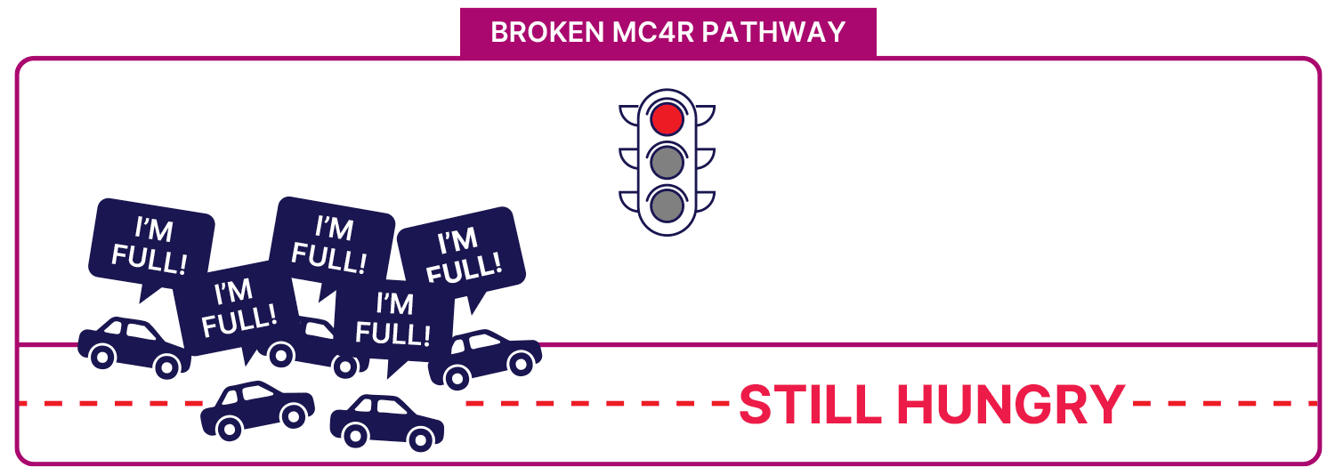Broken MC4R signaling roadway
