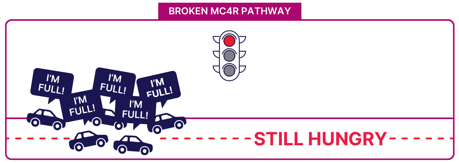 Broken MC4R signaling roadway