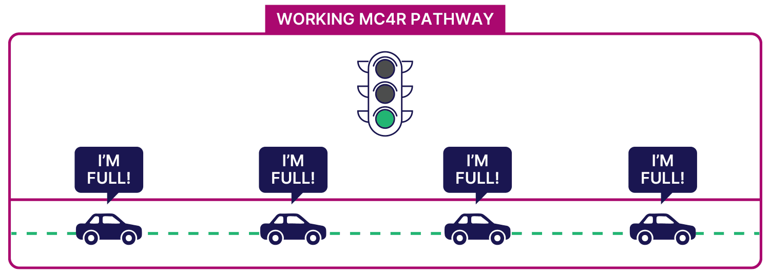 Functional MC4R signaling roadway